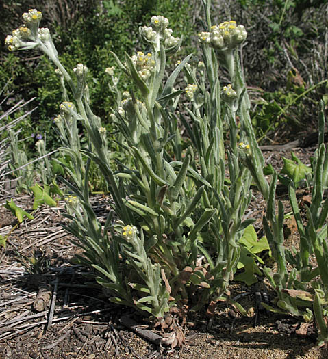 Detailed Picture 5 of Pseudognaphalium stramineum