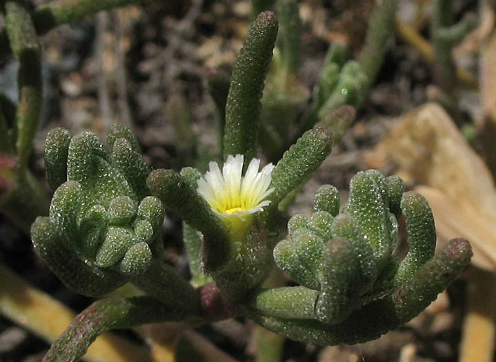 Detailed Picture 3 of Mesembryanthemum nodiflorum