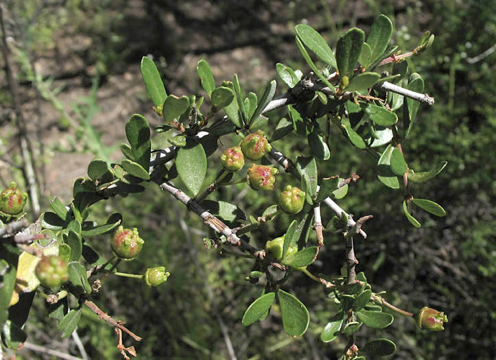 Detailed Picture 8 of Ceanothus cuneatus var. cuneatus