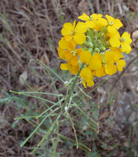 Detailed Picture 3 of Erysimum capitatum var. capitatum