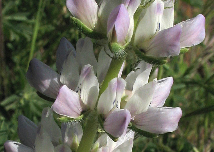 Detailed Picture 1 of Lupinus microcarpus var. microcarpus