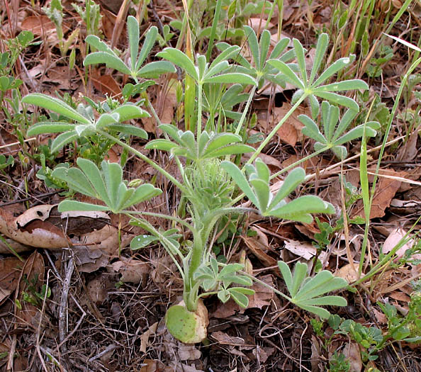 Detailed Picture 3 of Lupinus microcarpus var. microcarpus