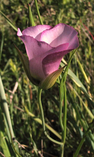 Detailed Picture 4 of Calochortus catalinae