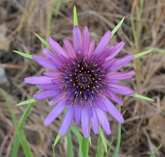 Detailed Picture 1 of Tragopogon porrifolius