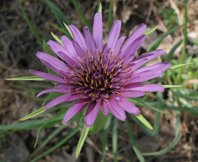 Detailed Picture 2 of Tragopogon porrifolius