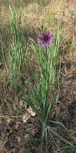 Detailed Picture 4 of Tragopogon porrifolius