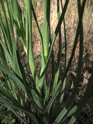 Detailed Picture 5 of Tragopogon porrifolius