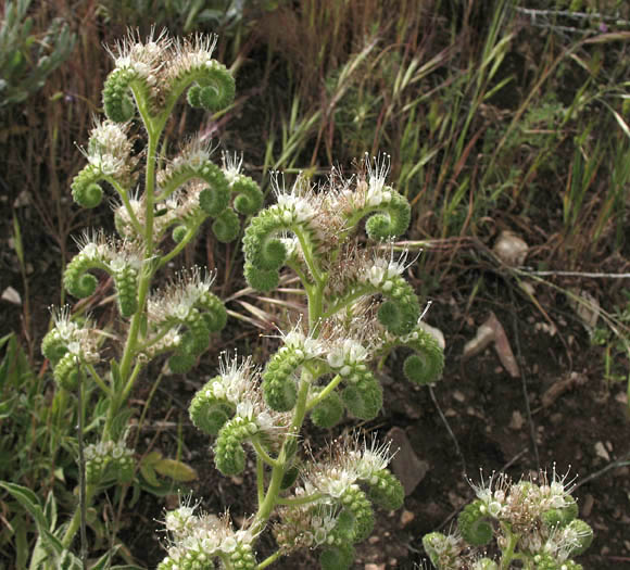 Detailed Picture 5 of Phacelia imbricata ssp. imbricata