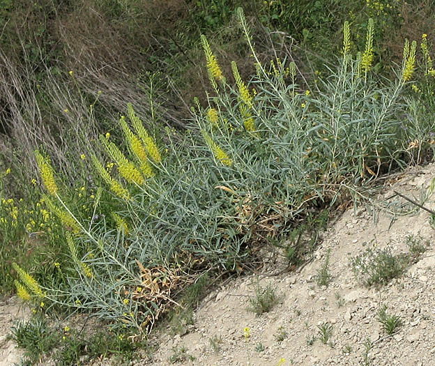 Detailed Picture 5 of Stanleya pinnata var. pinnata