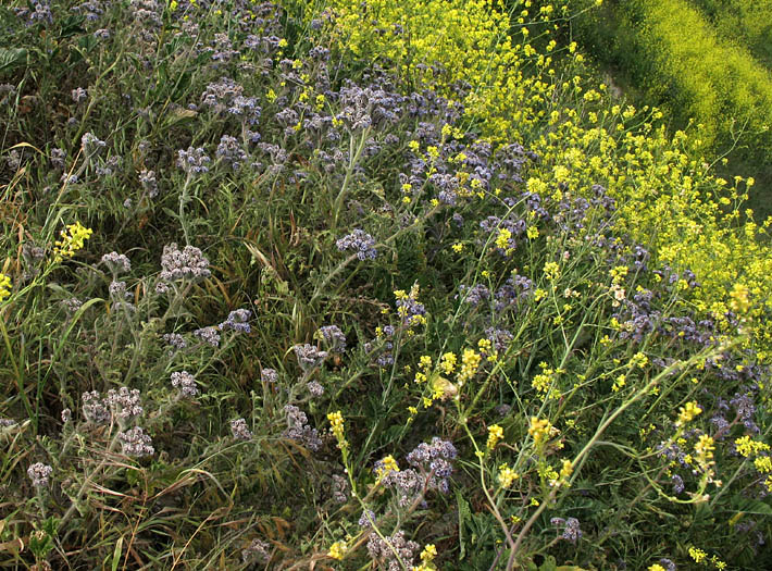 Detailed Picture 6 of Phacelia hubbyi