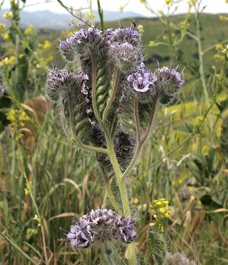 Detailed Picture 3 of Phacelia hubbyi