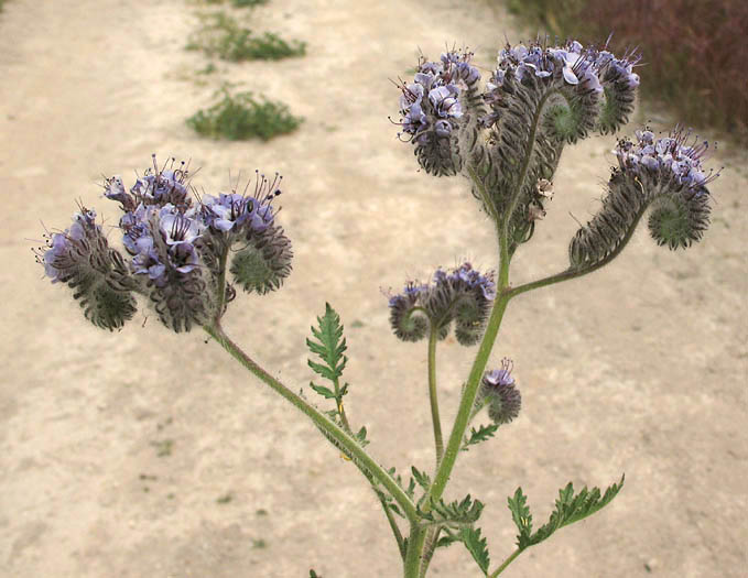 Detailed Picture 4 of Phacelia hubbyi