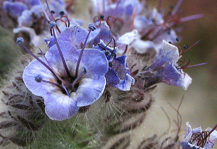 Detailed Picture 1 of Phacelia hubbyi