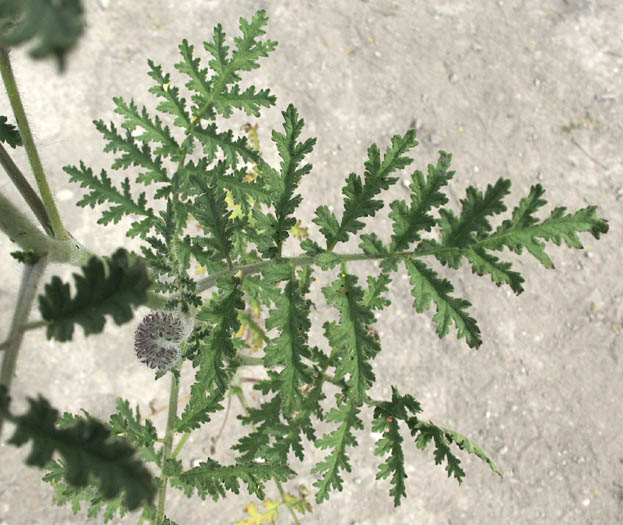 Detailed Picture 5 of Phacelia hubbyi