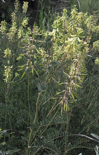 Detailed Picture 3 of Astragalus trichopodus var. phoxus