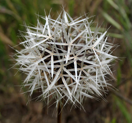 Detailed Picture 6 of Uropappus lindleyi