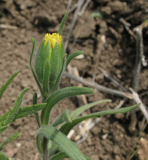 Detailed Picture 2 of Achyrachaena mollis