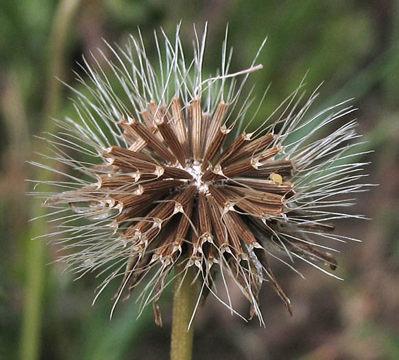 Detailed Picture 5 of Microseris douglasii ssp. tenella