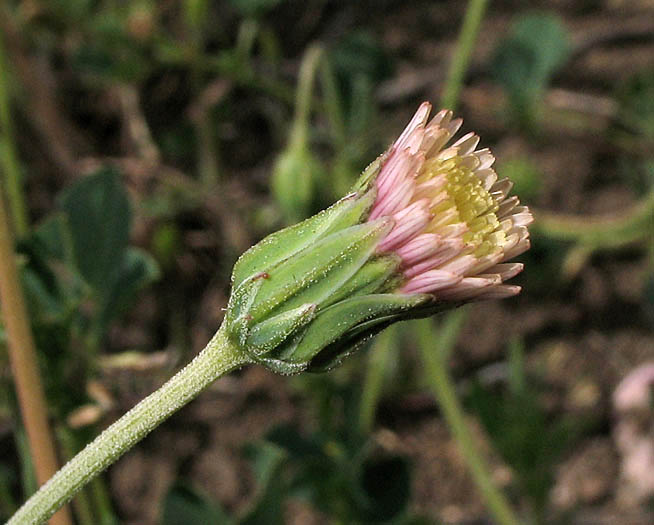 Detailed Picture 7 of Microseris douglasii ssp. tenella