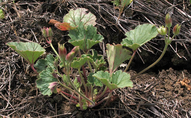 Detailed Picture 4 of California macrophylla