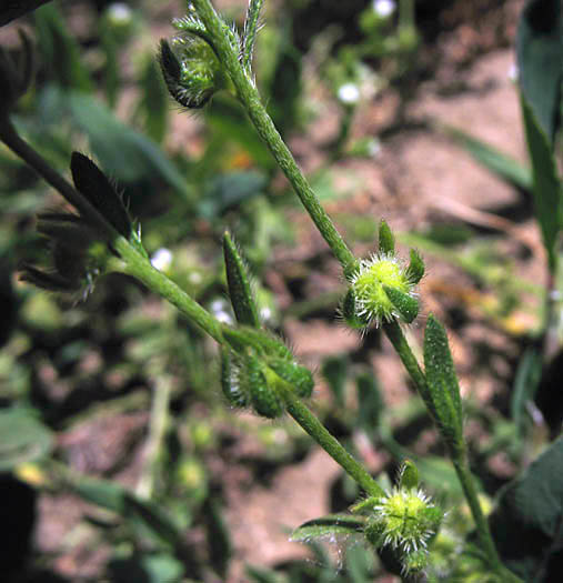 Detailed Picture 5 of Plagiobothrys acanthocarpus