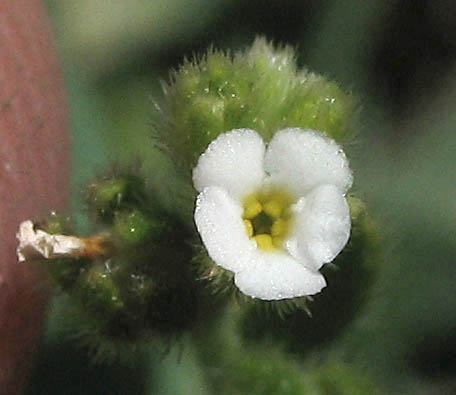 Detailed Picture 2 of Plagiobothrys acanthocarpus