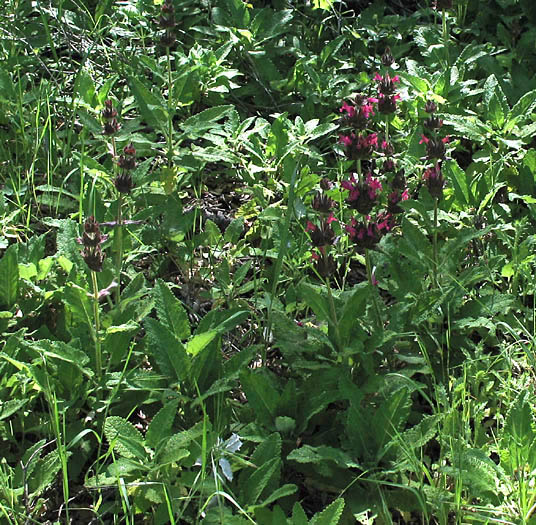 Detailed Picture 4 of Salvia spathacea