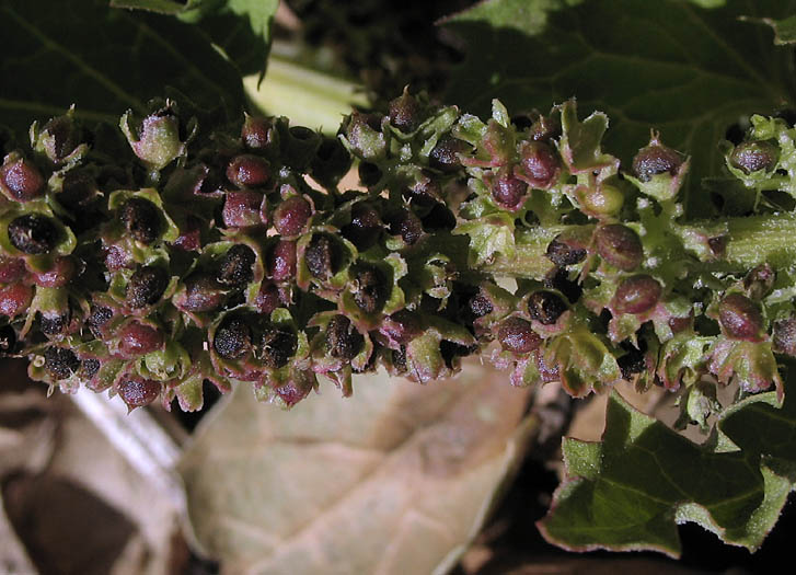 Detailed Picture 4 of Chenopodium californicum