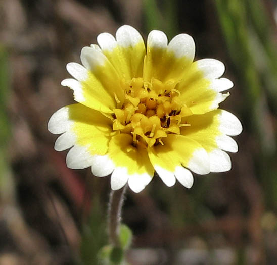 Detailed Picture 3 of Layia platyglossa