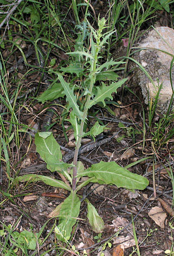 Detailed Picture 3 of Rafinesquia californica