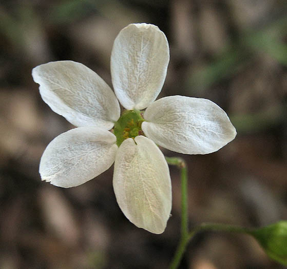 Detailed Picture 1 of Lithophragma cymbalaria