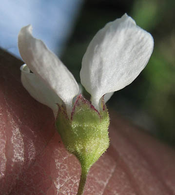 Detailed Picture 3 of Lithophragma cymbalaria