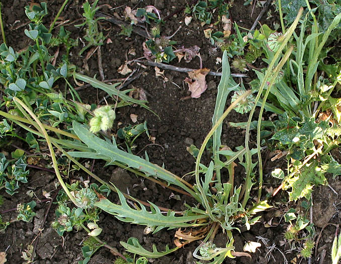 Detailed Picture 3 of Microseris douglasii ssp. tenella