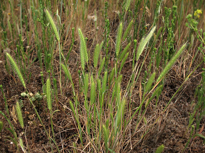 Detailed Picture 5 of Hordeum depressum