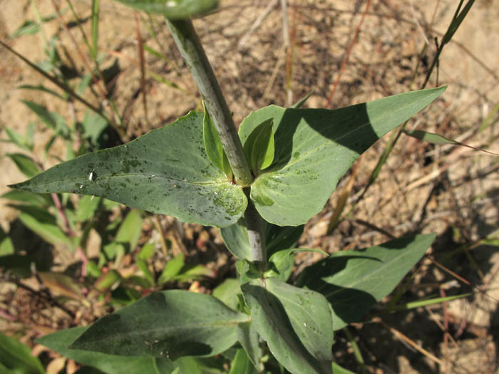 Detailed Picture 4 of Centranthus ruber