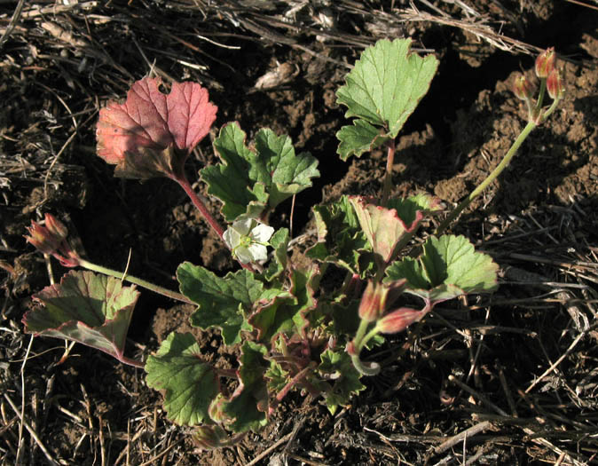 Detailed Picture 3 of California macrophylla