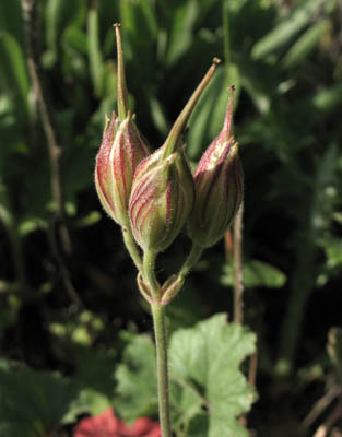 Detailed Picture 5 of California macrophylla