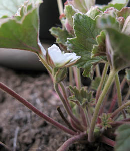 Detailed Picture 2 of California macrophylla