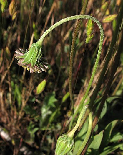 Detailed Picture 2 of Microseris douglasii ssp. tenella