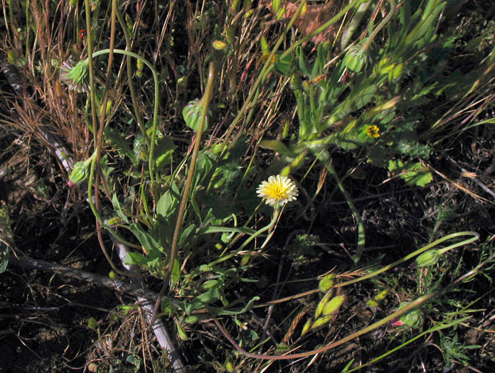 Detailed Picture 4 of Microseris douglasii ssp. tenella