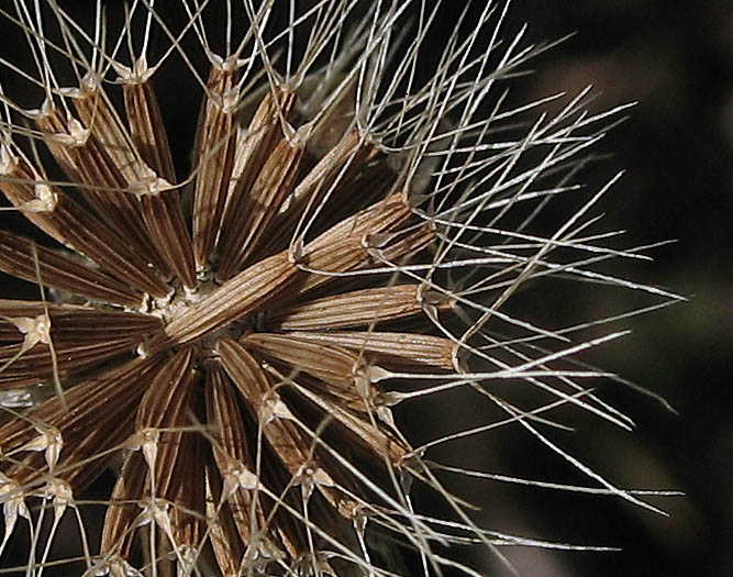 Detailed Picture 6 of Microseris douglasii ssp. tenella