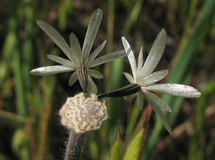 Detailed Picture 6 of Achyrachaena mollis