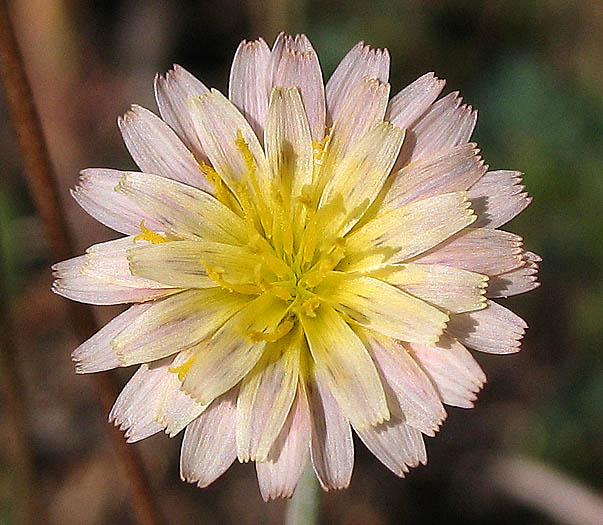 Detailed Picture 1 of Microseris douglasii ssp. tenella