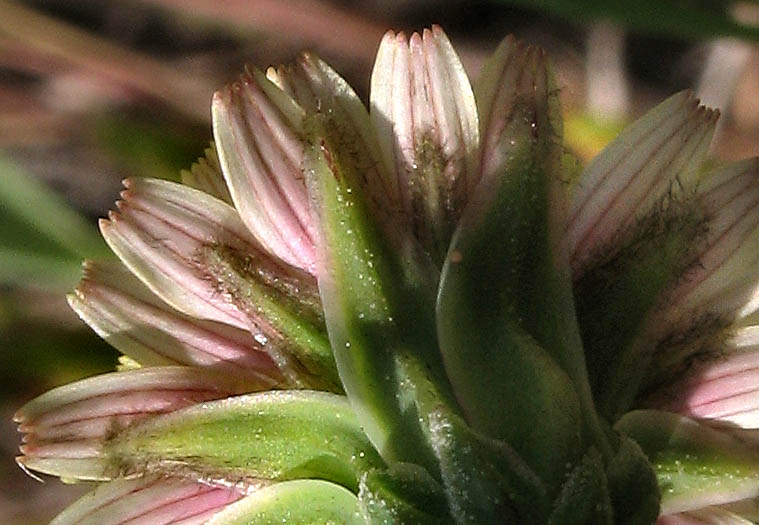 Detailed Picture 8 of Microseris douglasii ssp. tenella