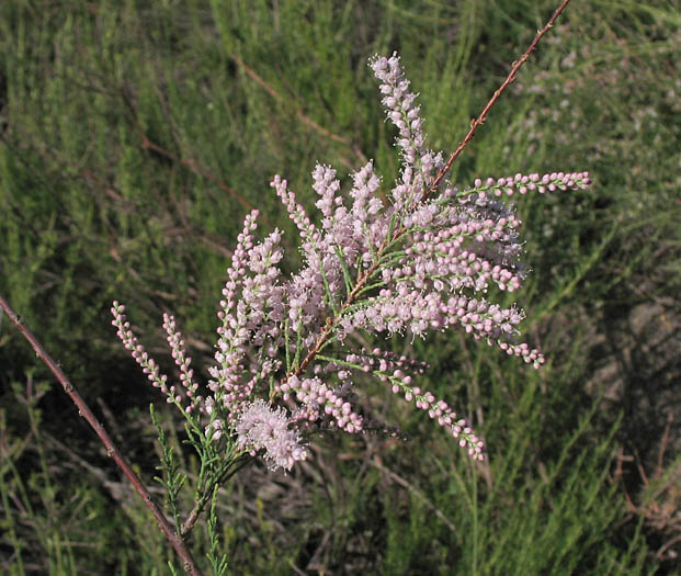 Detailed Picture 3 of Tamarix ramosissima