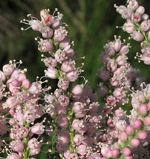 Detailed Picture 2 of Tamarix ramosissima