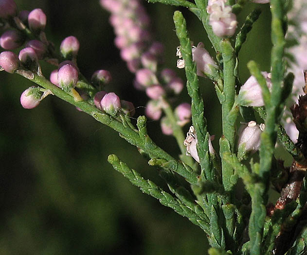 Detailed Picture 5 of Tamarix ramosissima