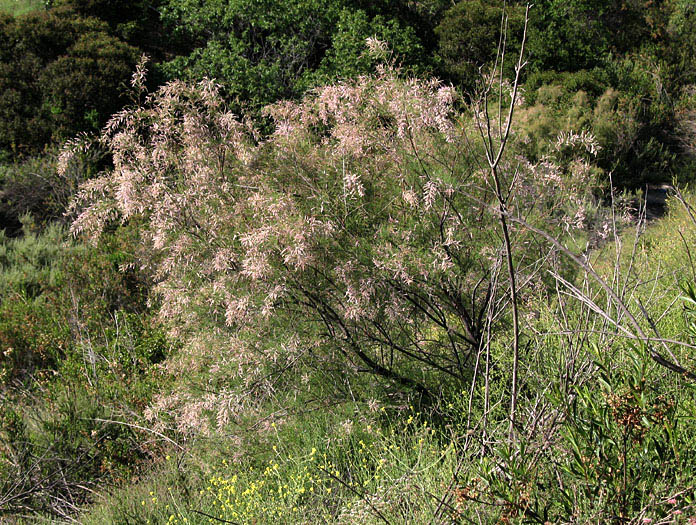 Detailed Picture 4 of Tamarix ramosissima