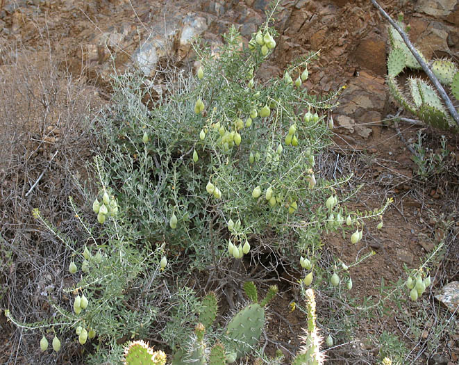 Detailed Picture 4 of Peritoma arborea var. arborea