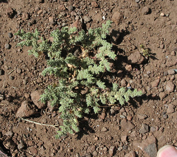 Detailed Picture 4 of Herniaria hirsuta var. cinerea